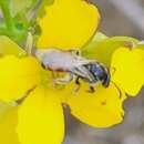 Lasioglossum swenki (Crawford 1906)的圖片