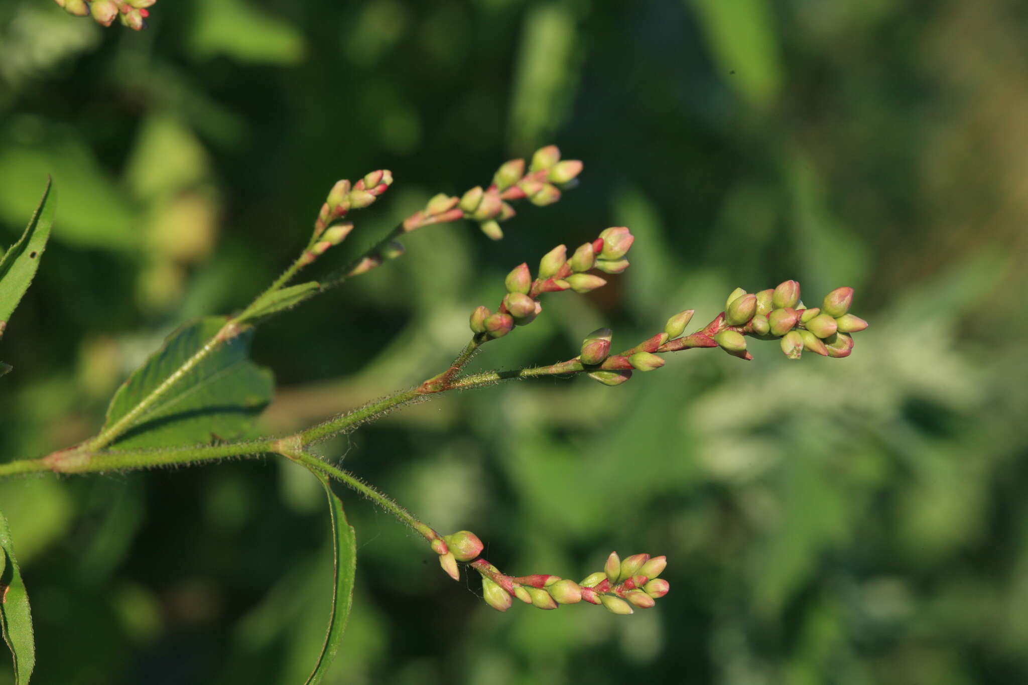 Imagem de Persicaria bungeana (Turcz.) Nakai ex Mori