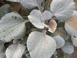 Image of Sand daisy