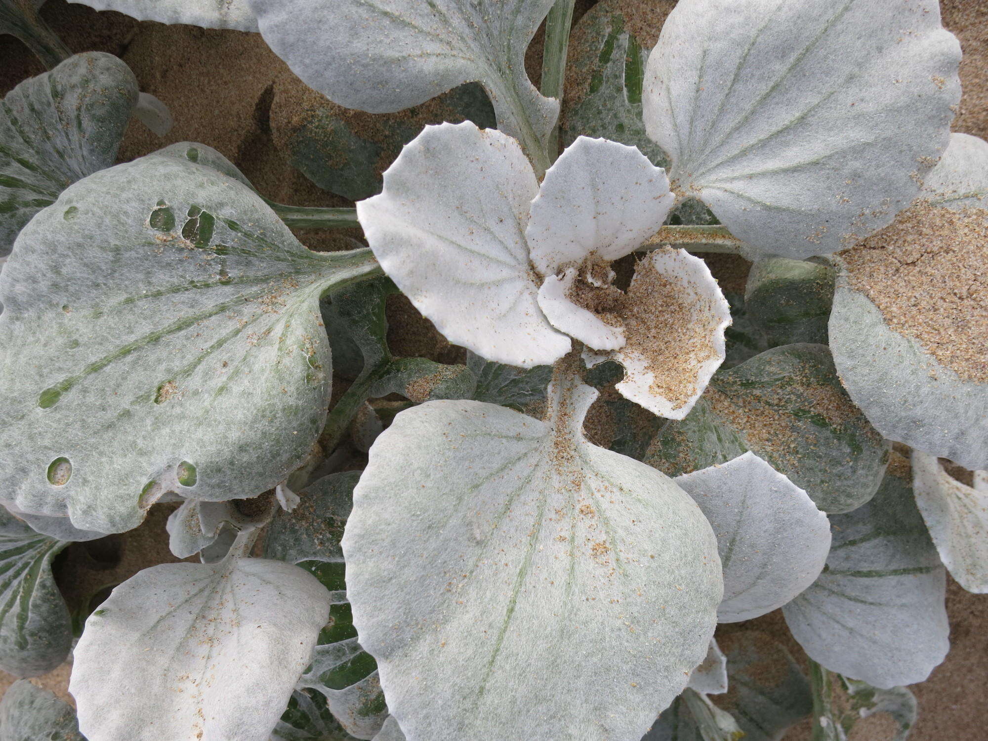 Слика од Arctotheca populifolia (Berg.) T. Norl.