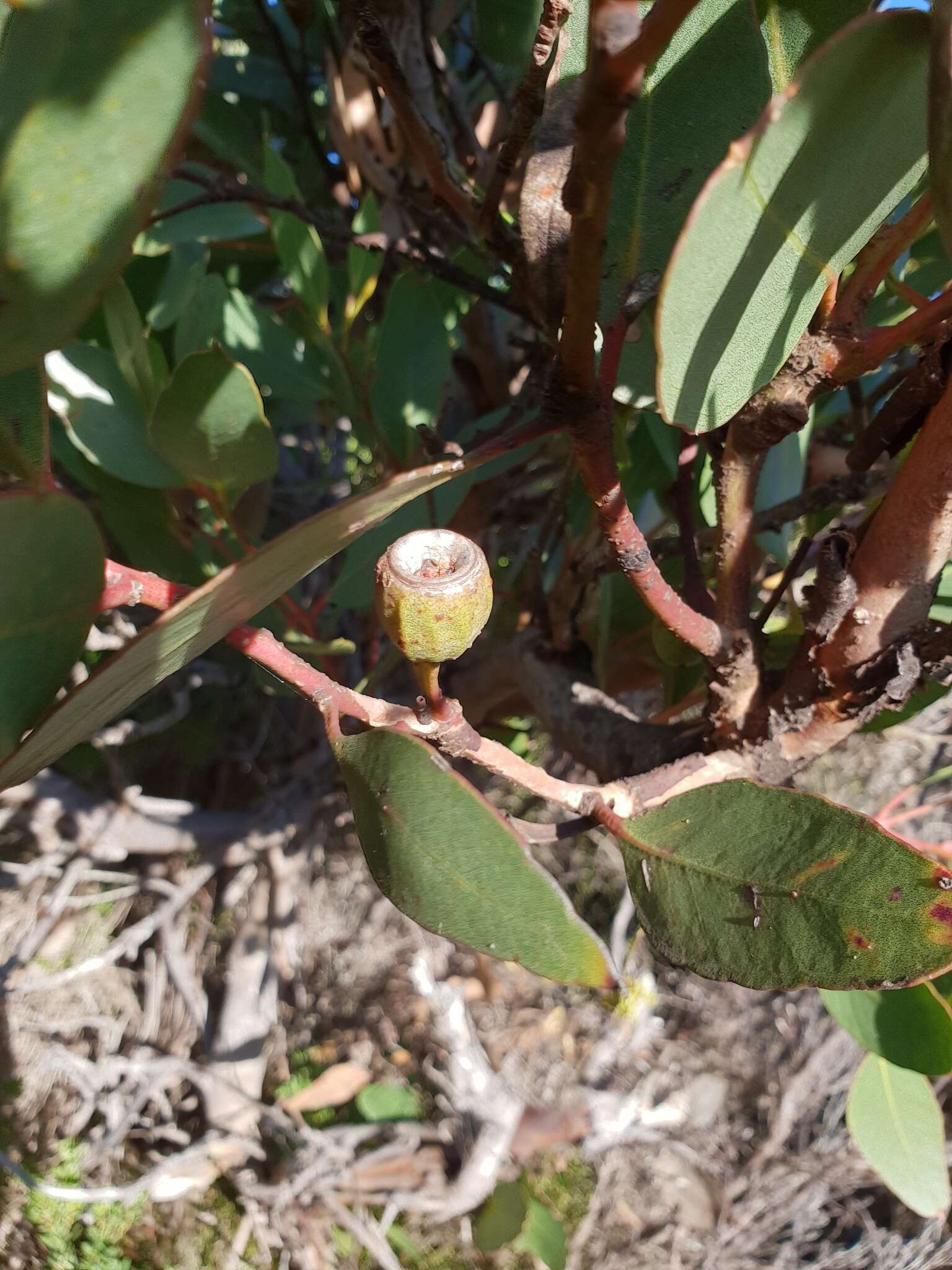 Image of Eucalyptus angulosa Schauer