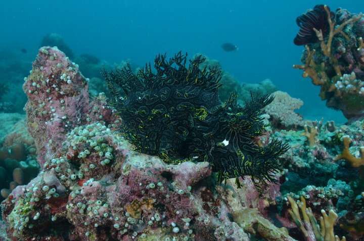 Image of Lacy scorpionfish