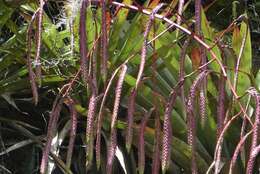 Image of Tillandsia ferreyrae L. B. Sm.