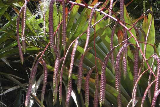 Tillandsia ferreyrae L. B. Sm.的圖片