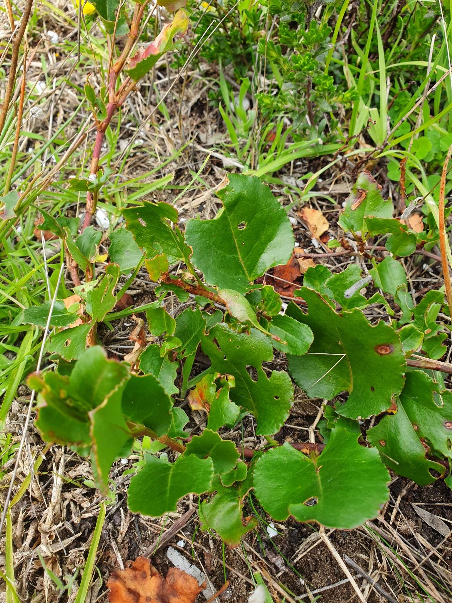 Image of Muehlenbeckia adpressa (Labill.) Meisn.