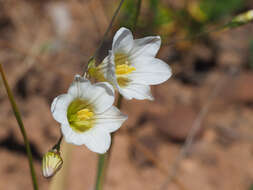 Image of Ixia saundersiana