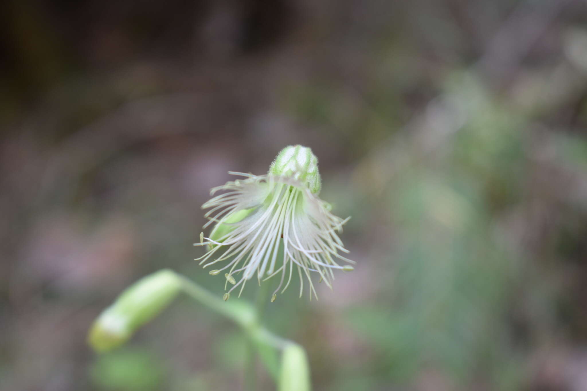 صورة Silene chihuahuensis Standl.