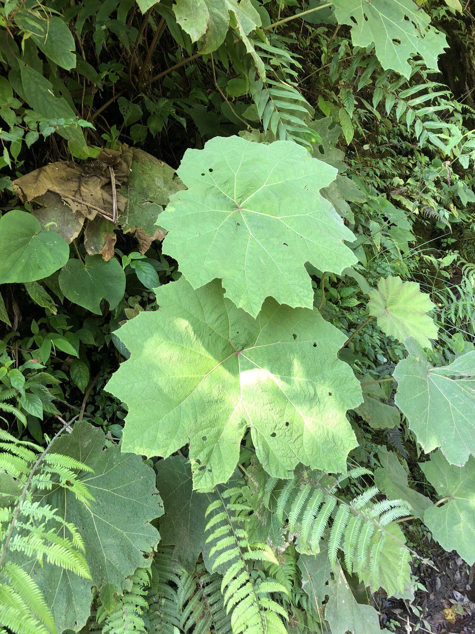 Image of Gunnera brephogea Linden & Andre