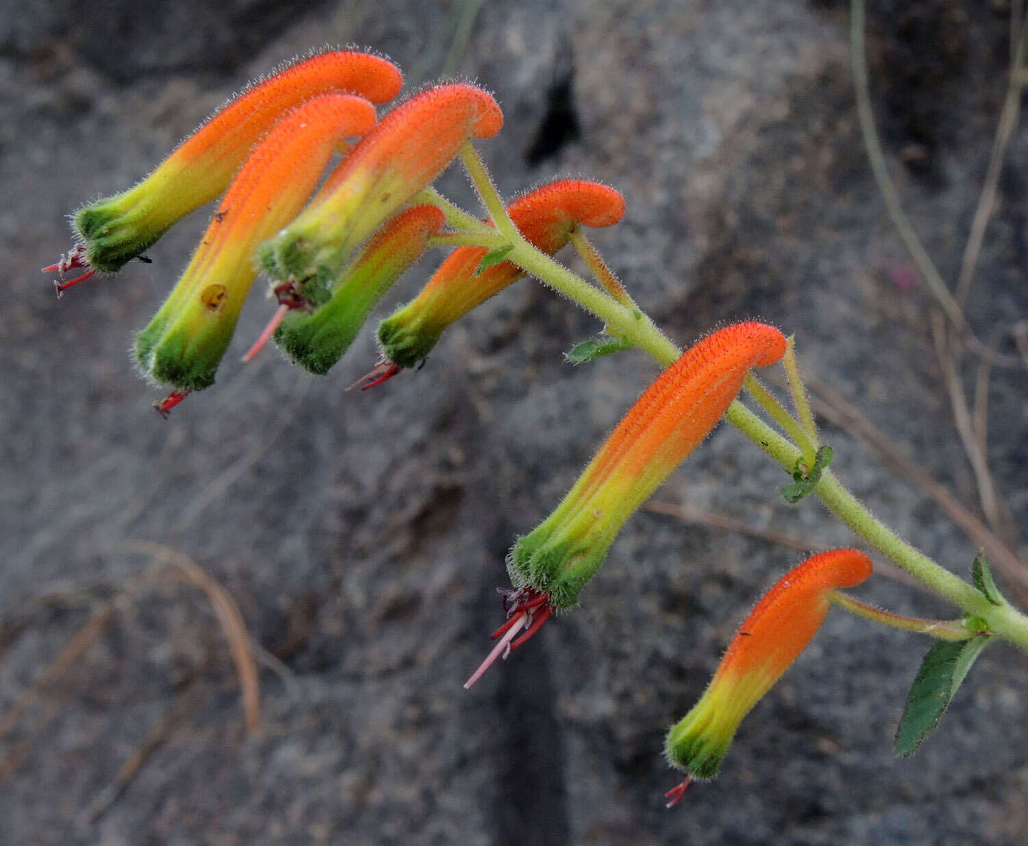 Image of Cuphea jorullensis Kunth