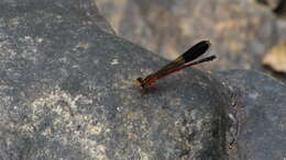 Image of Euphaea cardinalis (Fraser 1924)