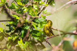 Image of Prairie Warbler