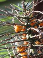 Image of Woolly butia palm