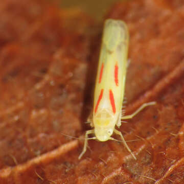 Image of Blackberry Leafhopper