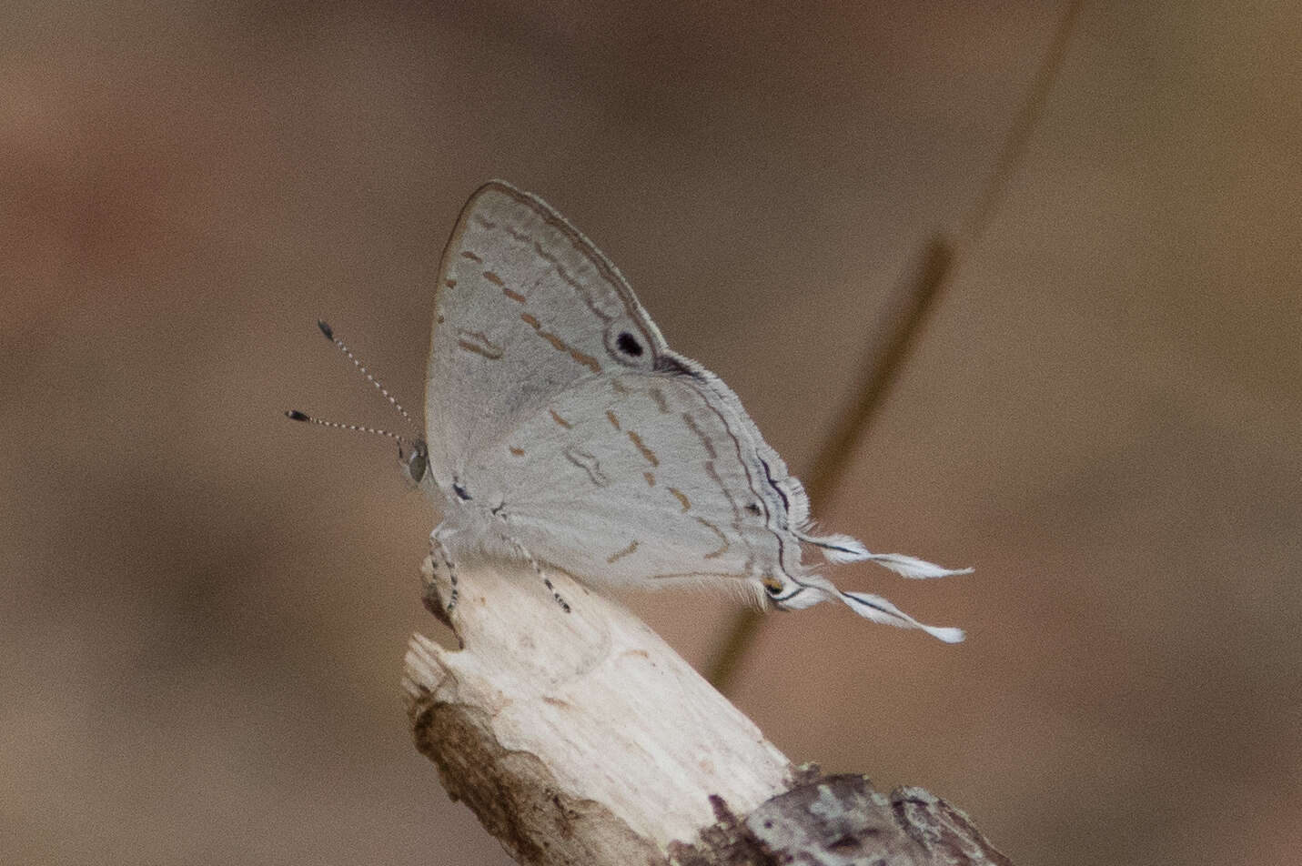 Imagem de Leptomyrina hirundo (Wallengren 1857)