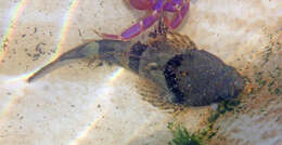 Image of Bonehead sculpin