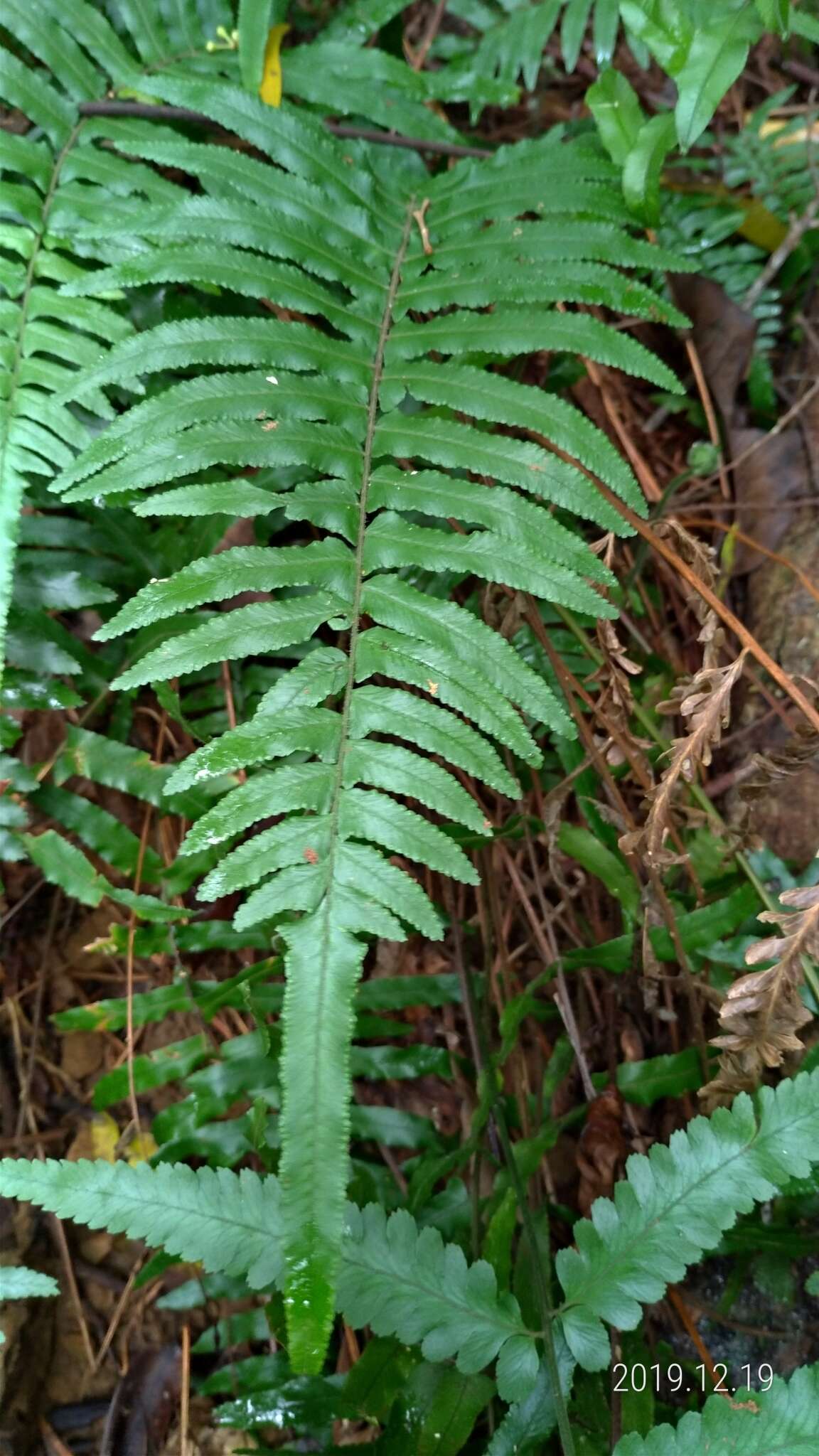 Image of Microlepia hookeriana (Wall.) C. Presl