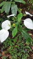 Image of Mussaenda pubescens Dryand.