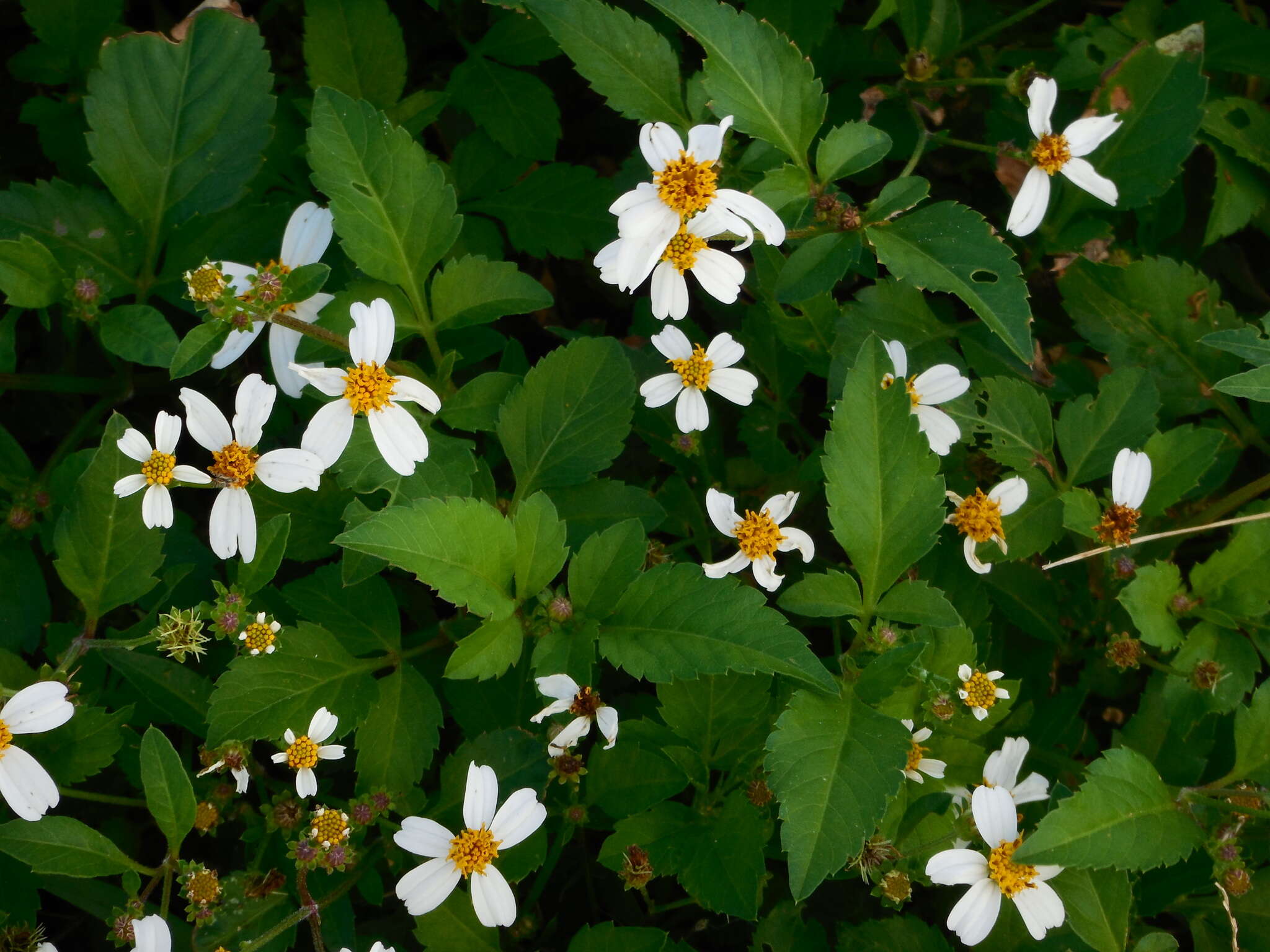 Plancia ëd Bidens alba (L.) DC.