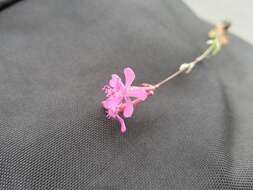 Atocion armeria (L.) Fourr. resmi