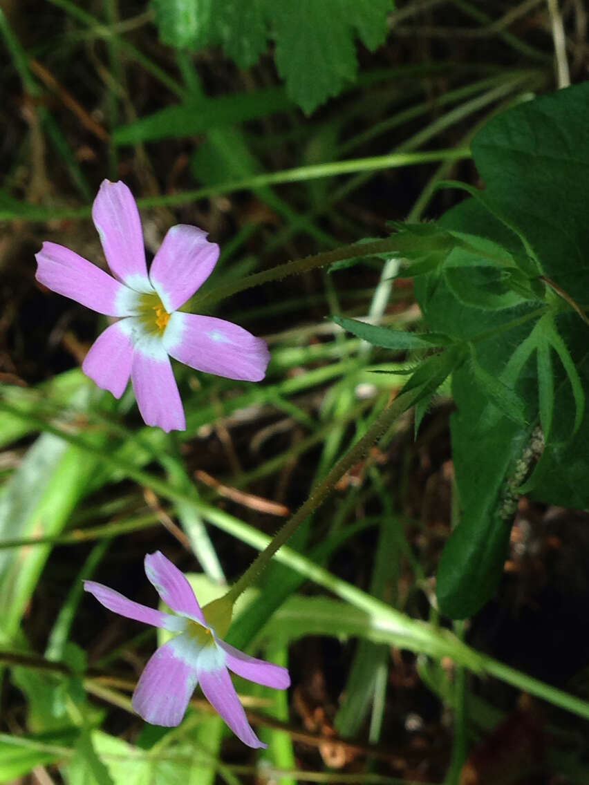 Image of Coast Range linanthus