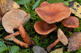 صورة Lactarius lacunarum Romagn. ex Hora 1960