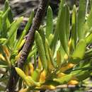 Image of Persoonia mollis subsp. caleyi (R. Br.) S. L. Krauss & L. A. S. Johnson