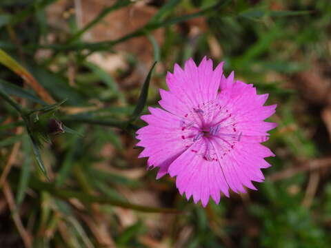 Image of Sequier's pink