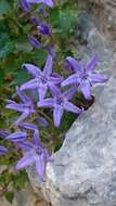 Image of Campanula fenestrellata subsp. fenestrellata