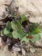 Image of Dyerophytum indicum (Gibs. ex Wight) O. Kuntze