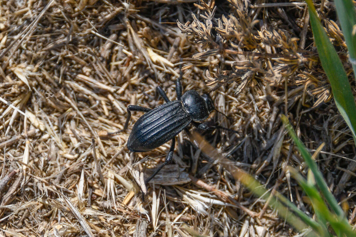 Image of Stenomorpha (Stenomorpha) lecontella (Blaisdell 1936)