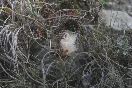 Image of Thelocactus hexaedrophorus subsp. hexaedrophorus