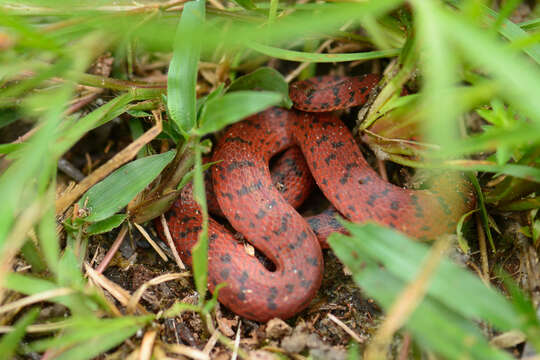 Sivun Atractus torquatus (A. M. C. Duméril, Bibron & A. H. A. Duméril 1854) kuva