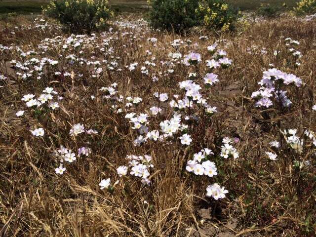 Image of largeflower linanthus