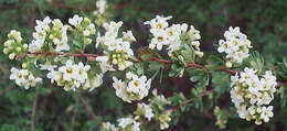 صورة Antherothamnus pearsonii N. E. Brown