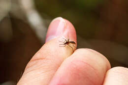 Image of Aedes atlanticus Dyar & Knab 1906