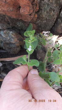 Imagem de Stachys natalensis Hochst.