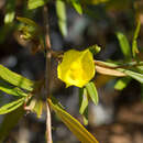 Image of Hibbertia glaberrima F. Müll.