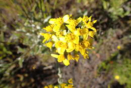 Image of Senecio crenatus Thunb.