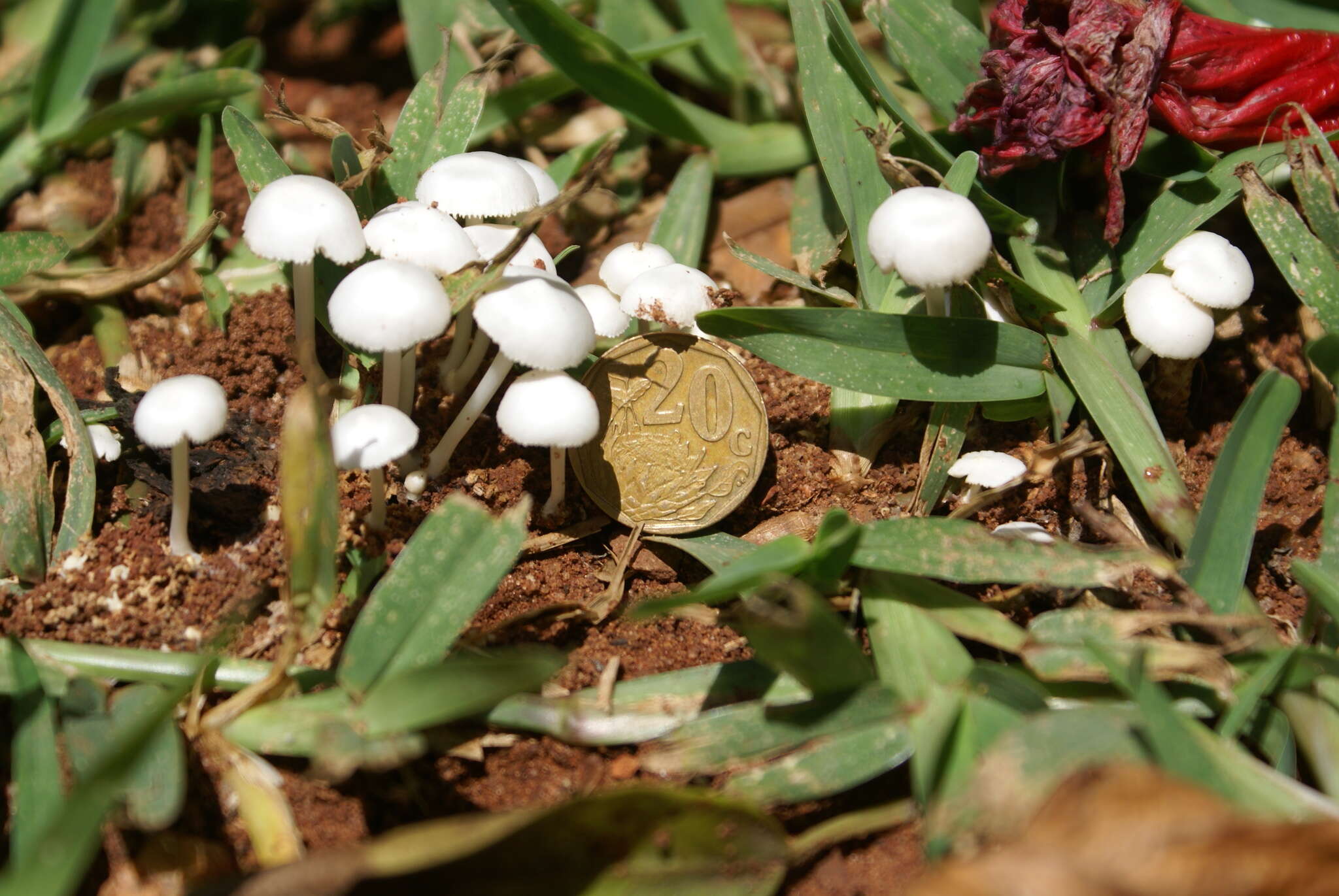 Image of Termitomyces microcarpus (Berk. & Broome) R. Heim 1942