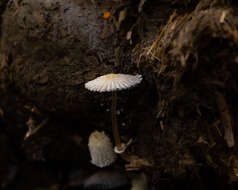 Image of Coprinopsis ephemeroides (DC.) G. Moreno 2010