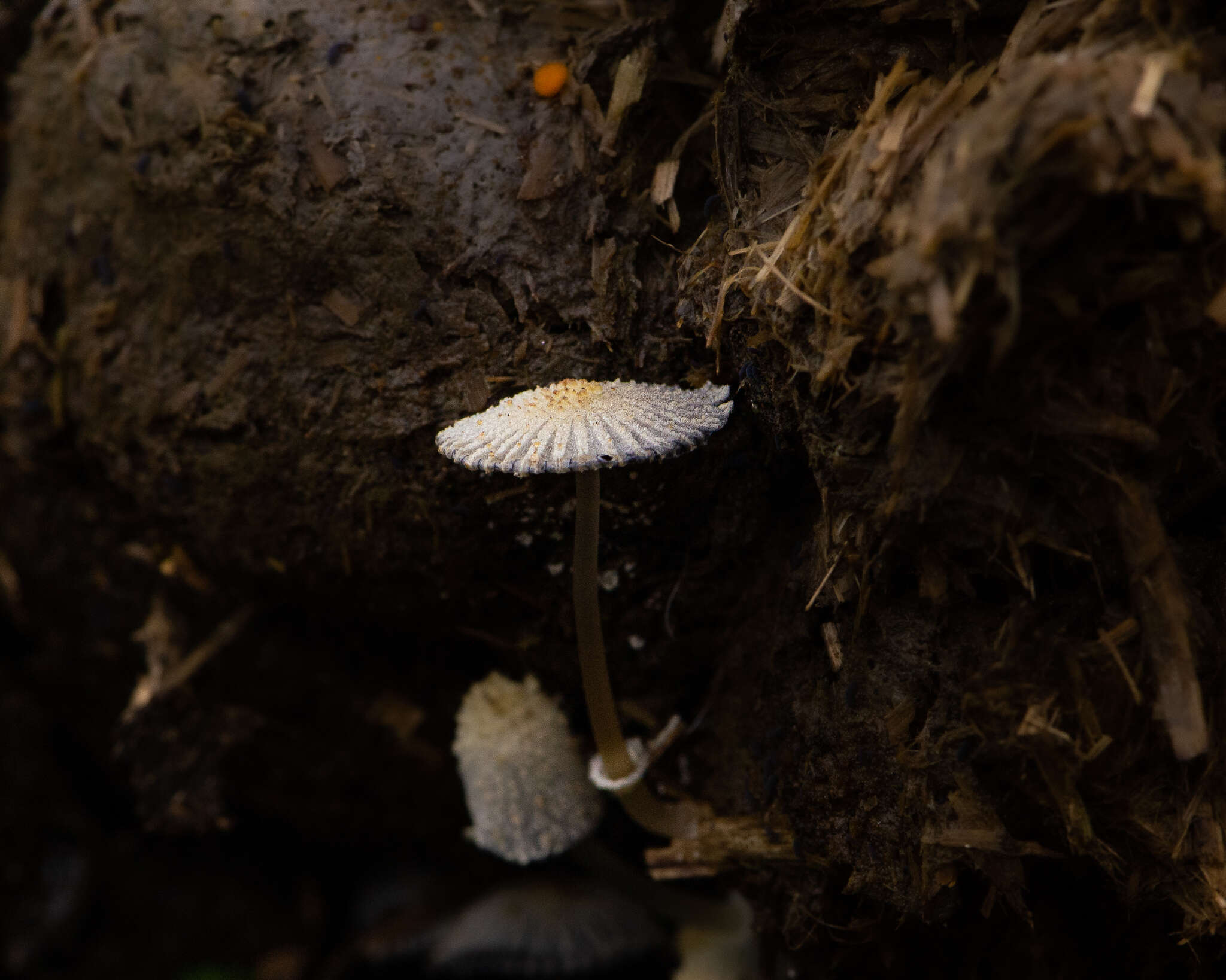 Слика од Coprinopsis ephemeroides (DC.) G. Moreno 2010