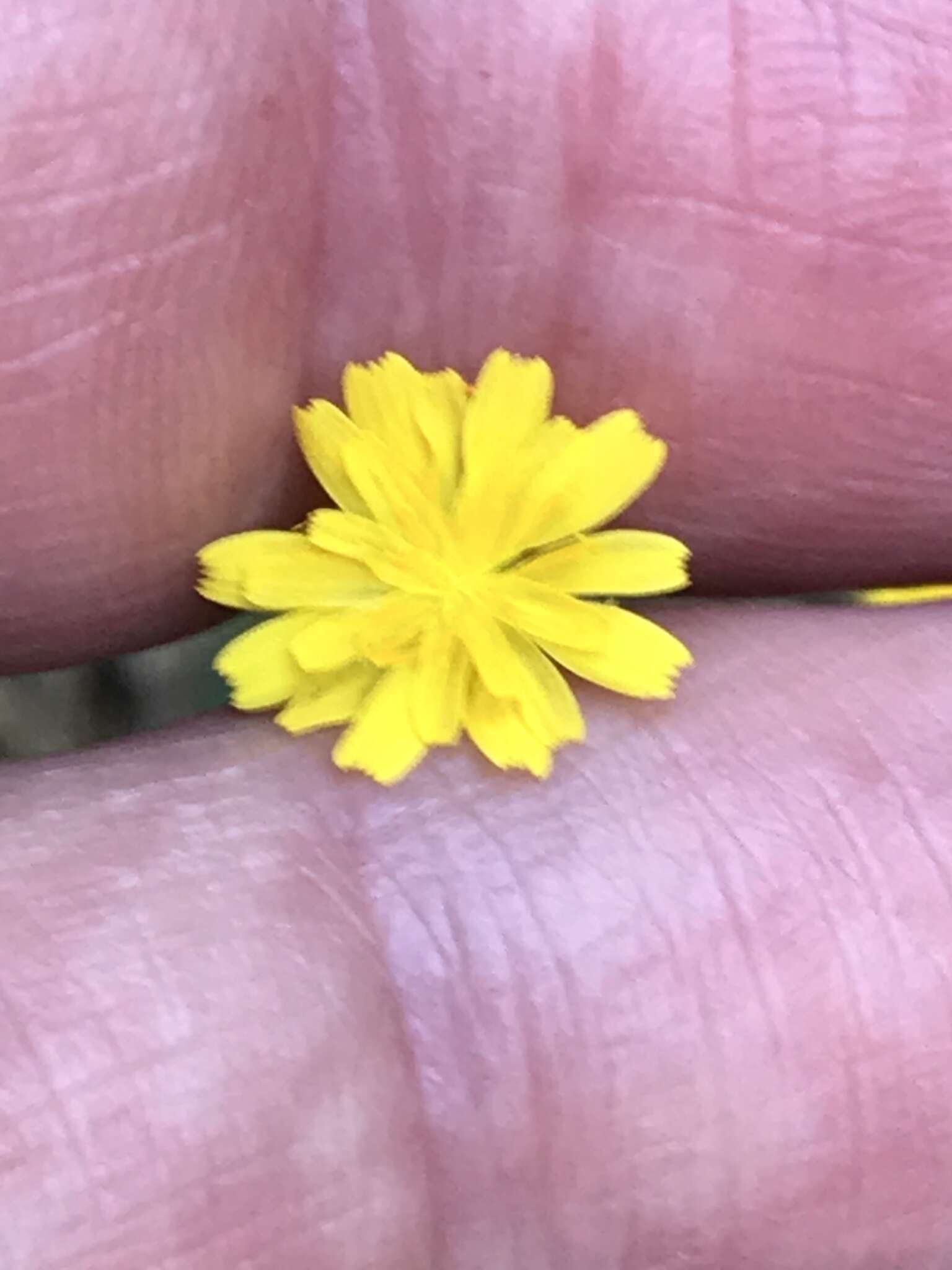 Image of Crepis neglecta L.