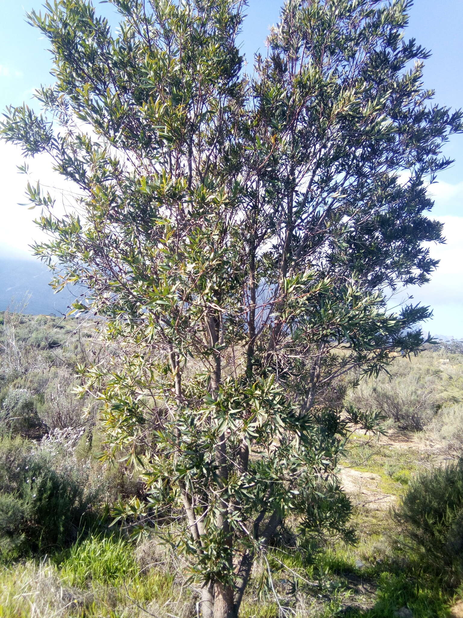 Image of Hakea salicifolia subsp. salicifolia