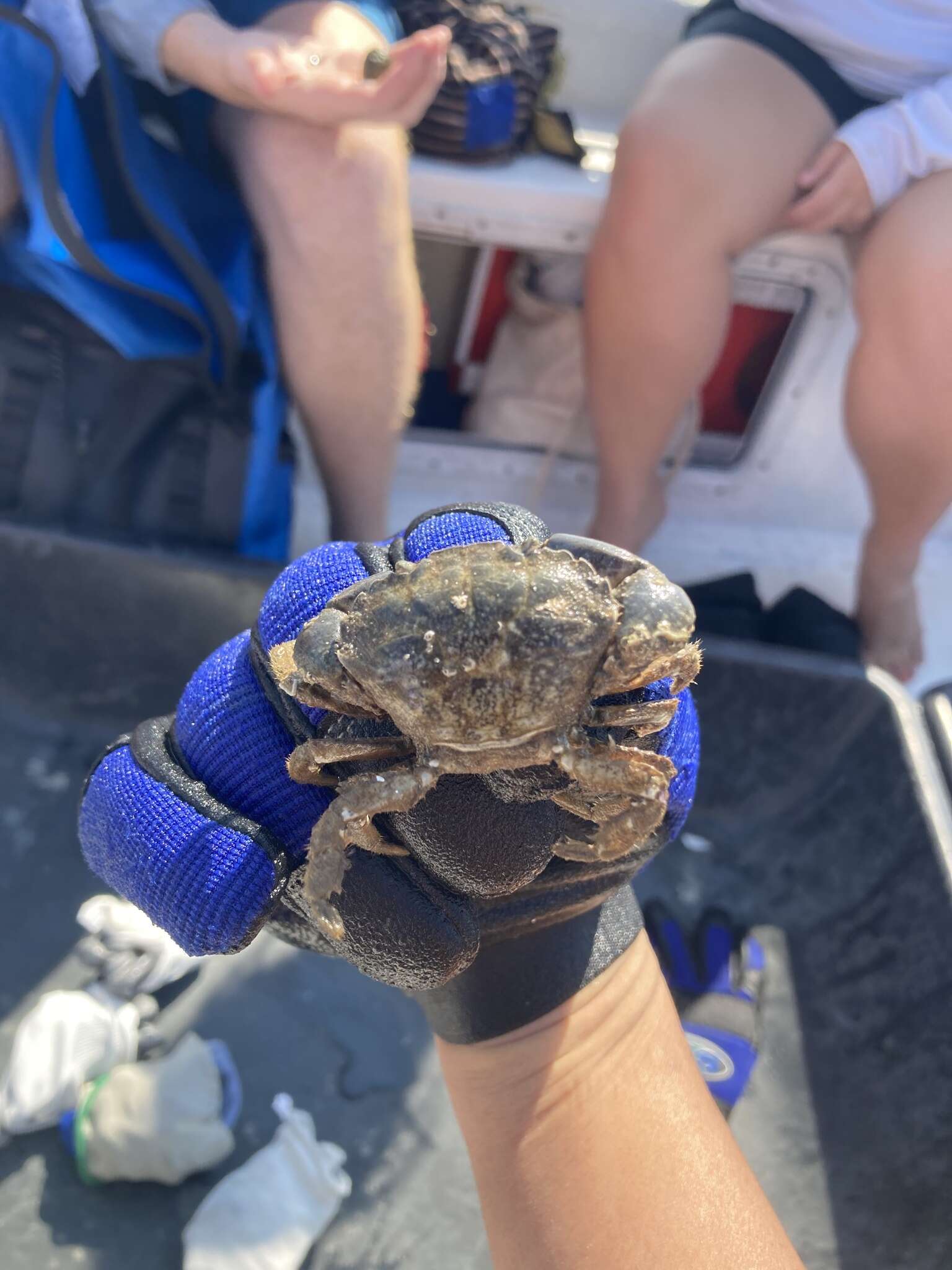 Image of Atlantic mud crab