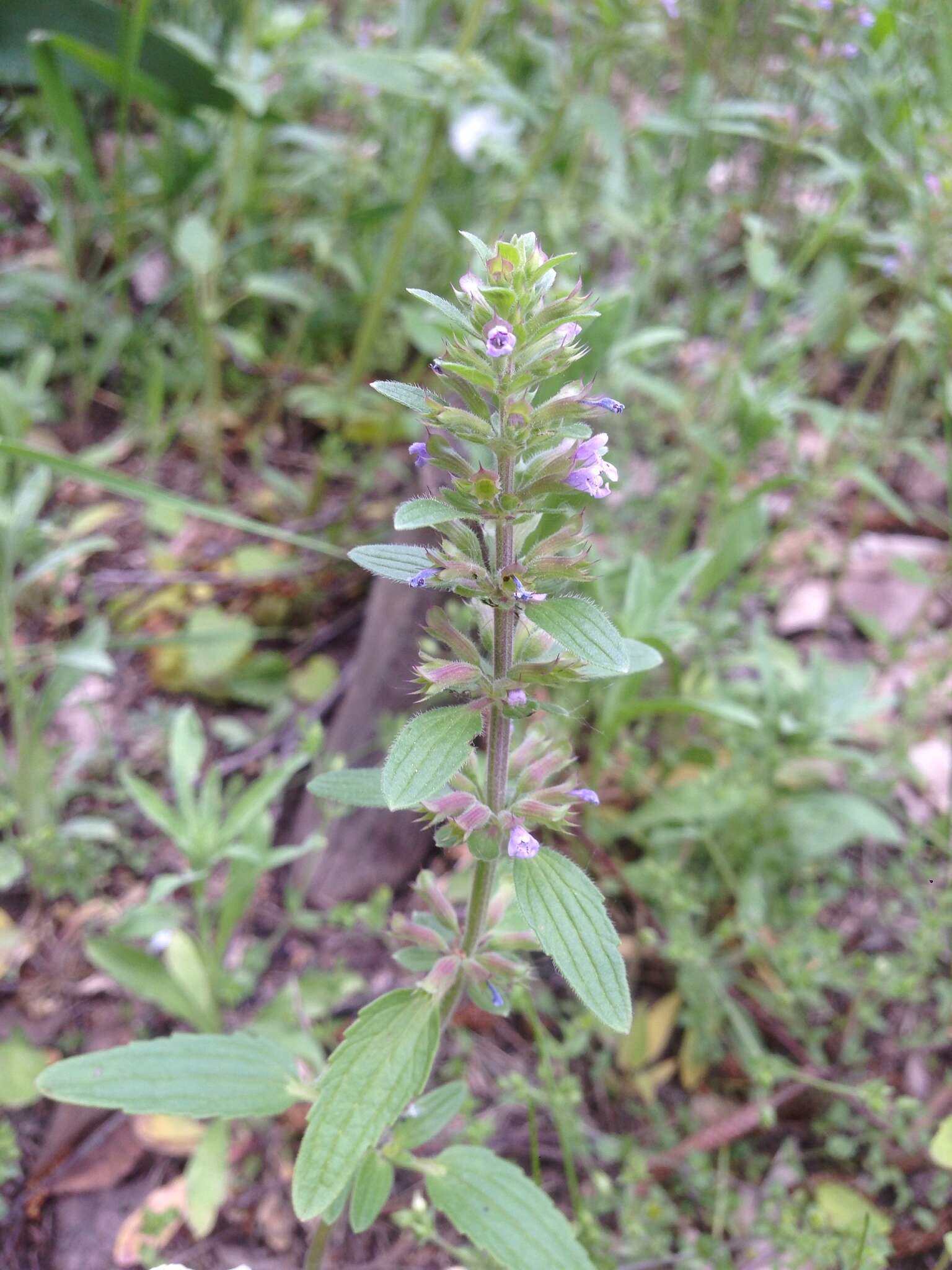 Image of thymeleaf dragonhead