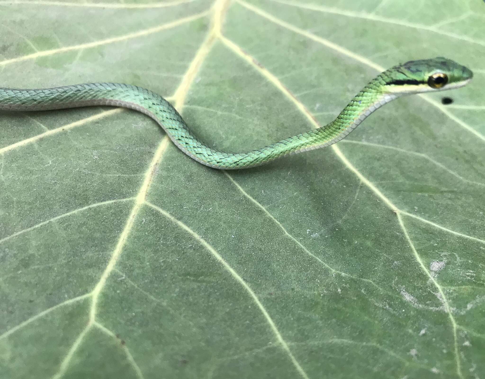 Image of Leptophis ahaetulla occidentalis (Günther 1859)