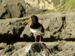 Image of Chatham Island Pied Oystercatcher