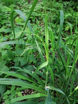 Imagem de Bromus benekenii (Lange) Trimen