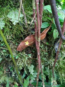 Image de Voyria aphylla (Jacq.) Pers.