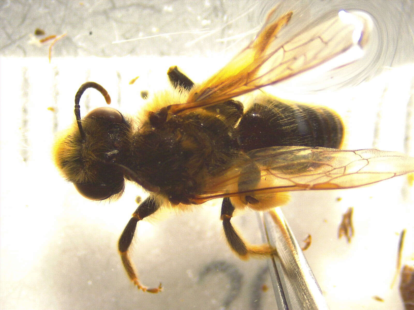 Image of tawny Nesocolletes